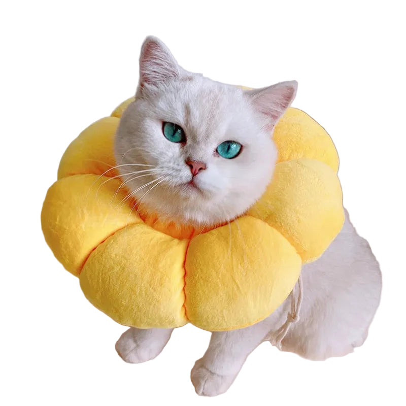 Süsse Katzenhalskrause, ideal als Erholungskragen